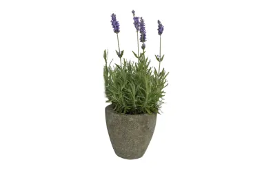 Planter, round, smooth, concave, 13 cm H 
