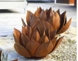 Edelrost Agave, Ø bis 60cm 