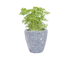 Pflanzgefäß (Kräutertopf), rund, glatt, konkav, 16 cm 