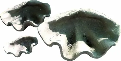 Muscheldeko, 30 cm, fossil 