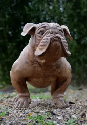 Französische Bulldogge, 75 cm 