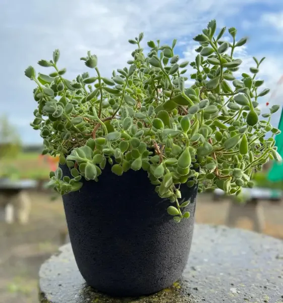 Planter, round, ribbed, 30 cm Ø 